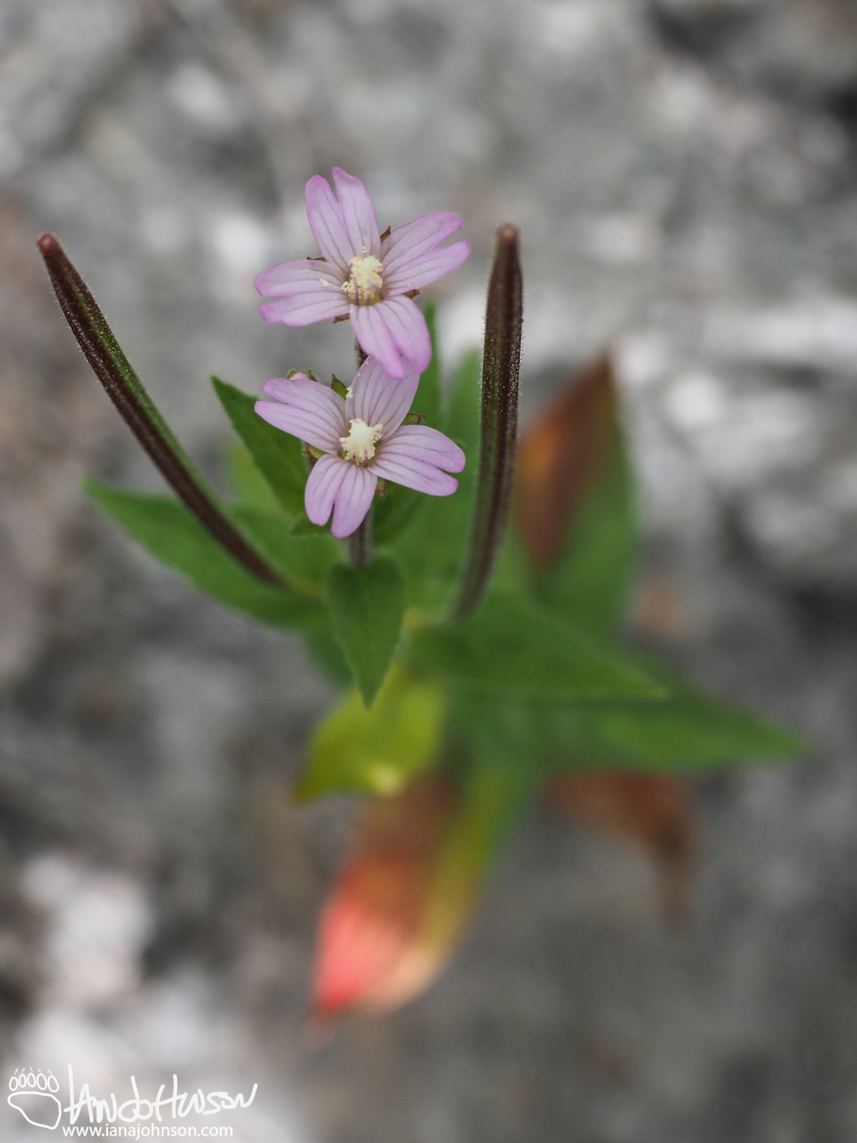Willow Herb, (Epilobium spp), Homer, Alaska