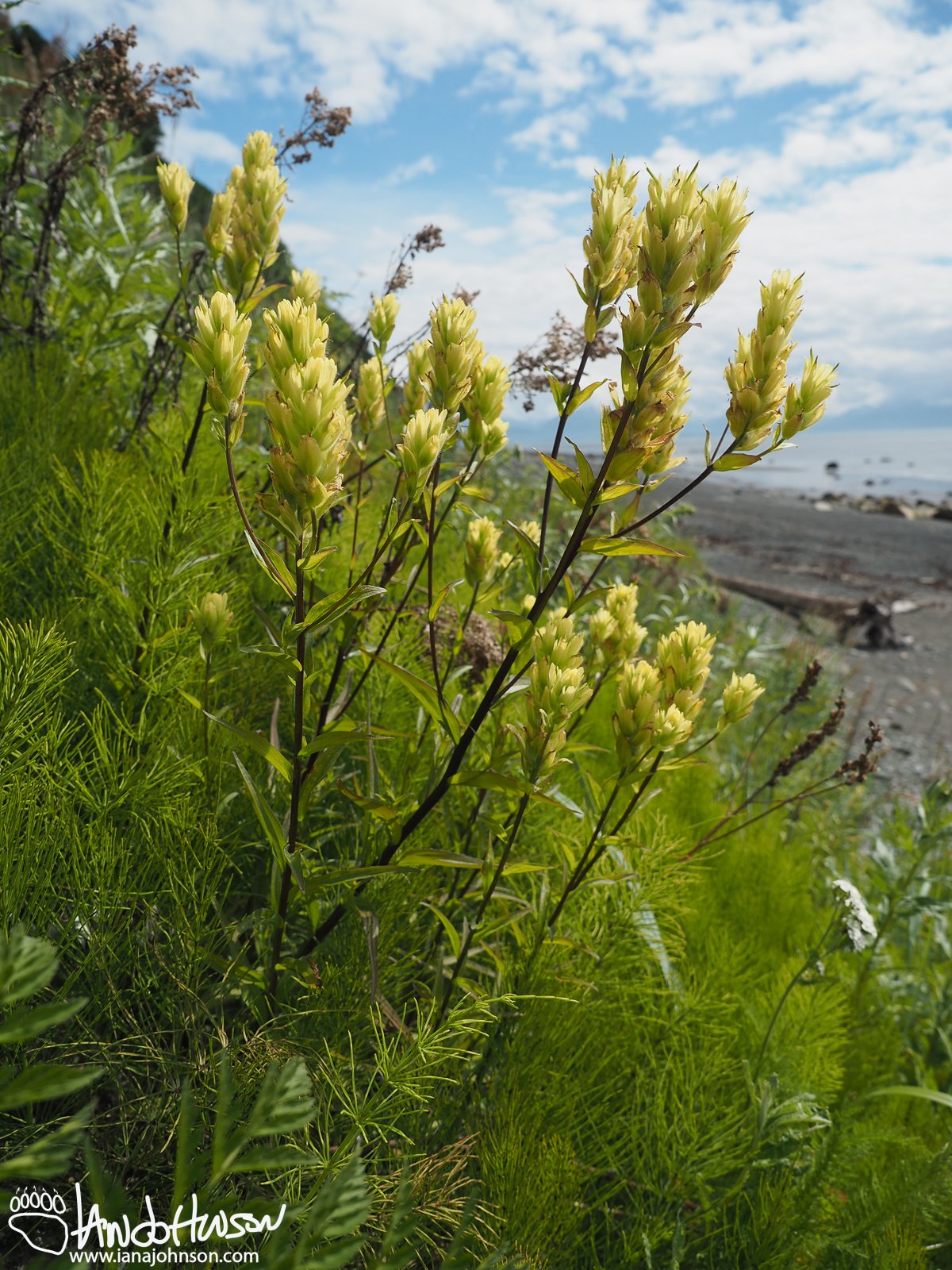 Yellow Paintbrush/ Coastal Paintbrush (Castilleja unalaschensis), Eagle Summit, Alaska, August