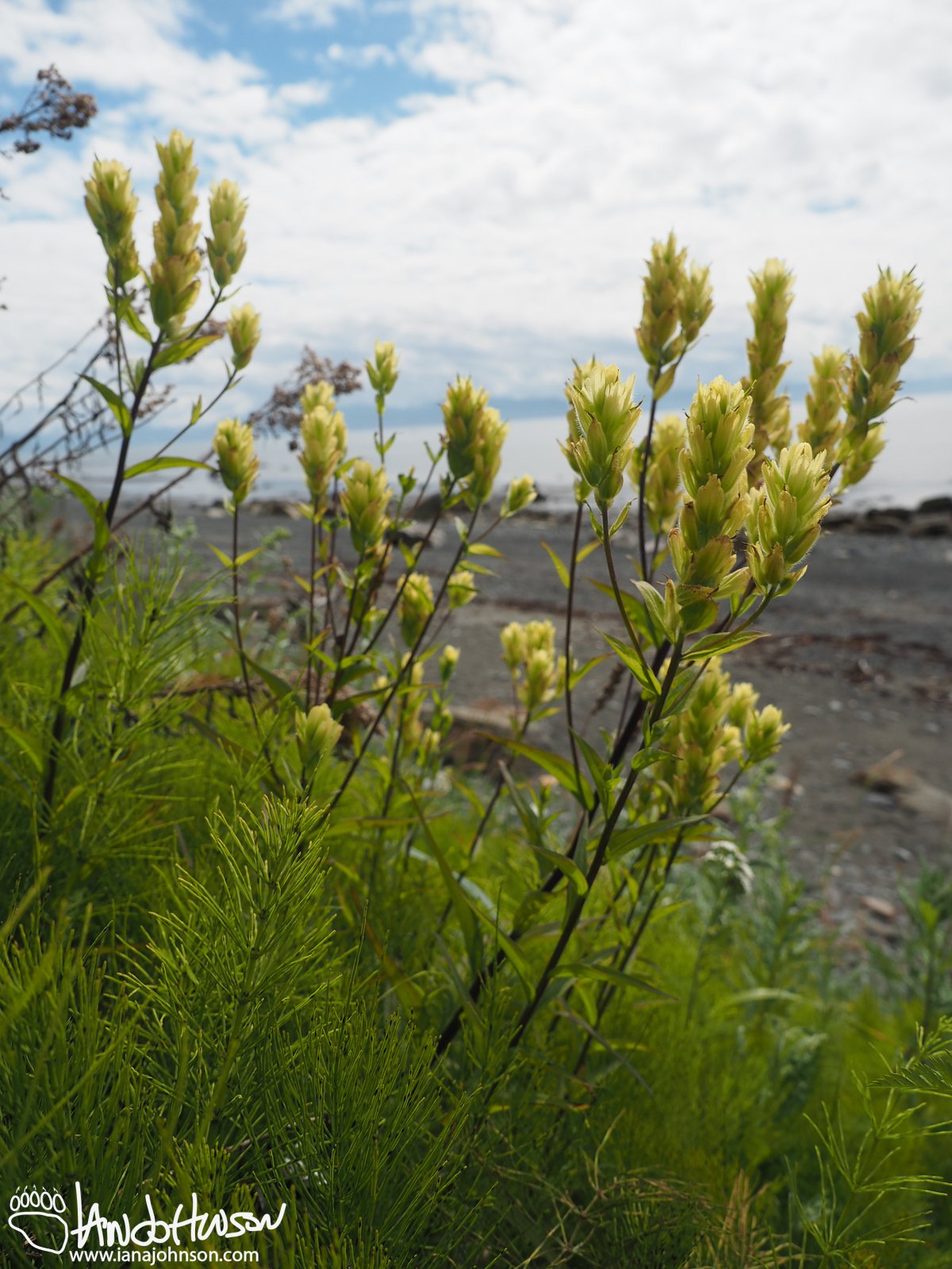 Yellow Paintbrush/ Coastal Paintbrush (Castilleja unalaschensis), Homer Alaska
