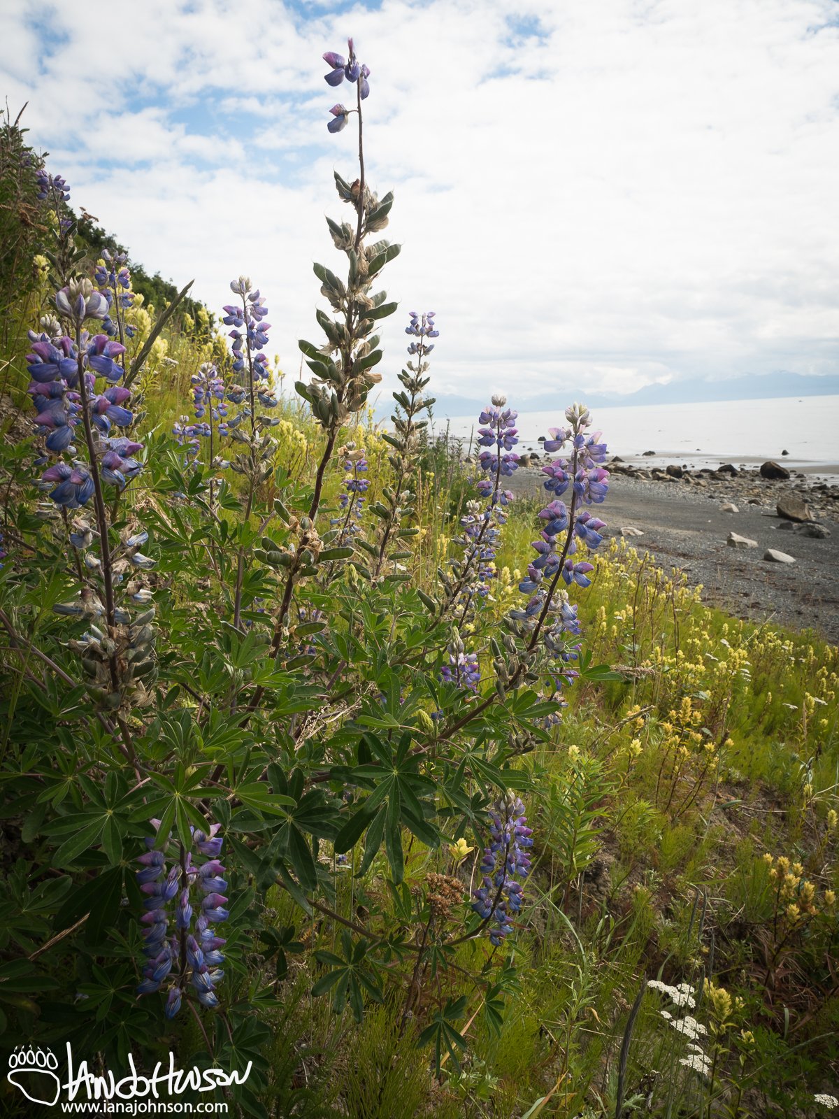 Lupine (Lupinus spp), Homer, Alaska