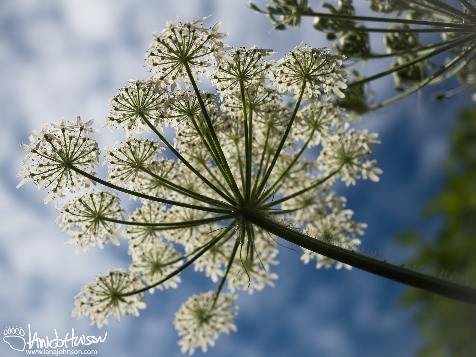 Cow Parsnip, (Heralaceum maximum), Homer, Alaska