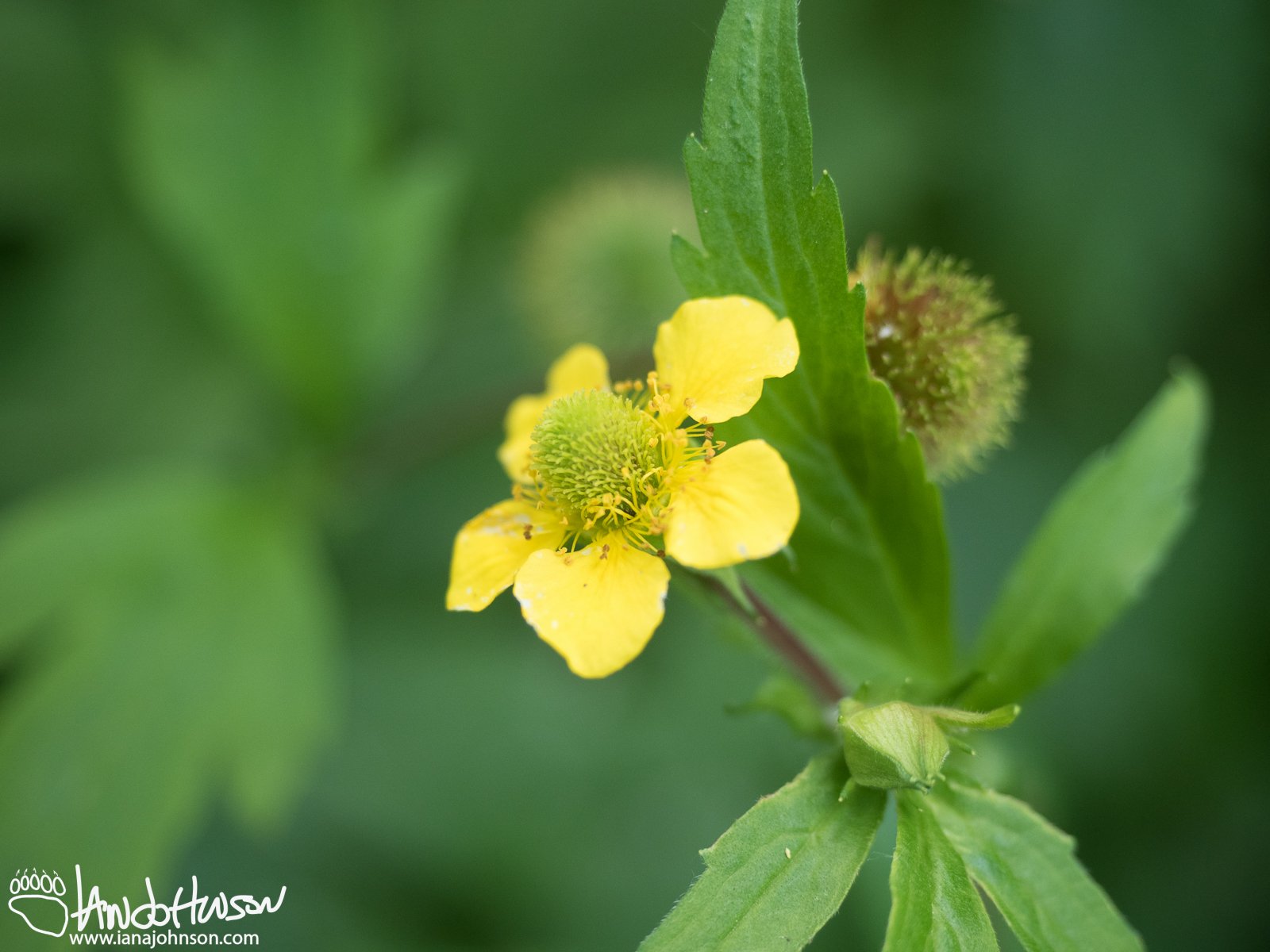 Large-leaf Avens (Geum macrophyllum), Homer, Alaska