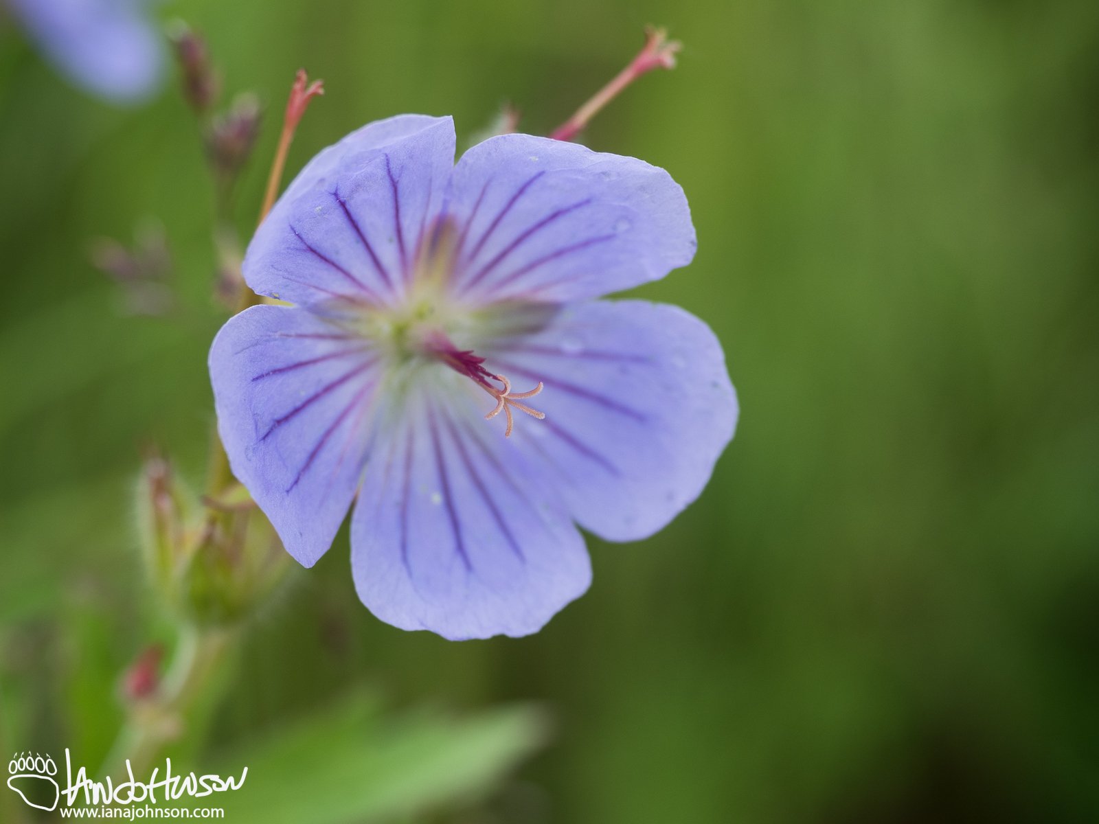 Wild Geranium (Geranium spp.), Kenai River, Alaska