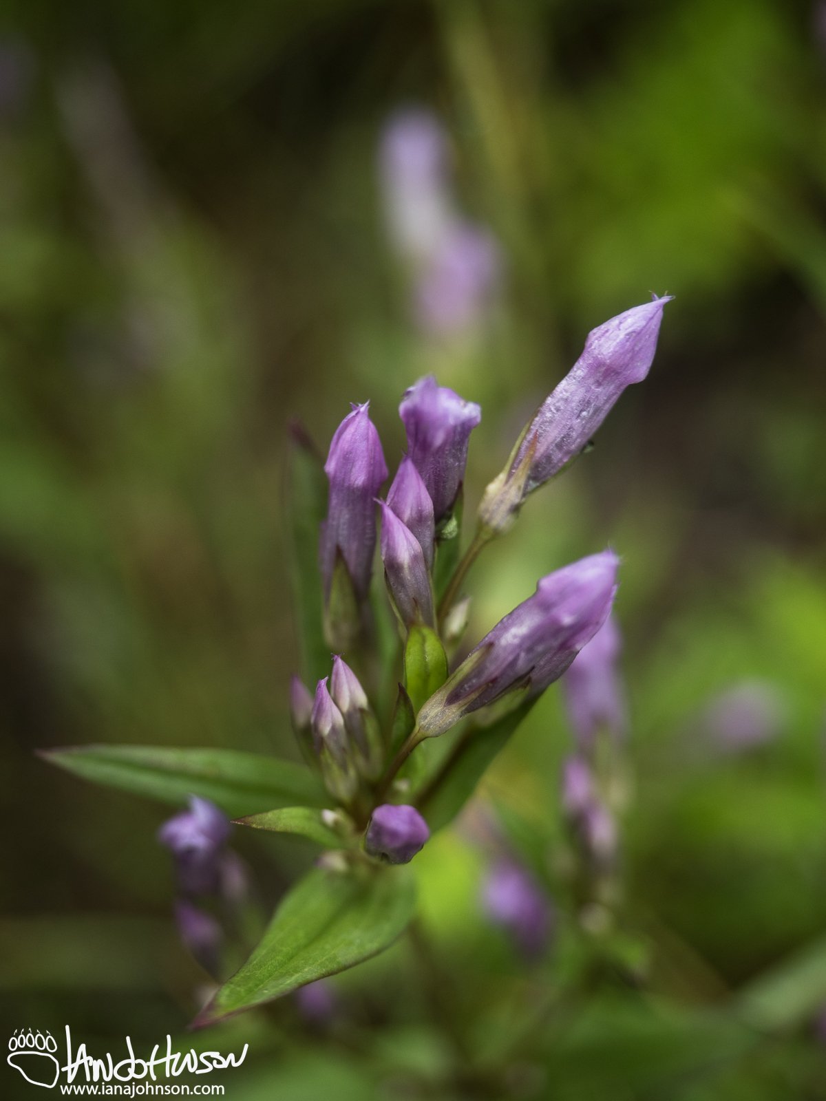 Four-petaled Gentian (Gentiana propinqua), Denali National Park, Alaska