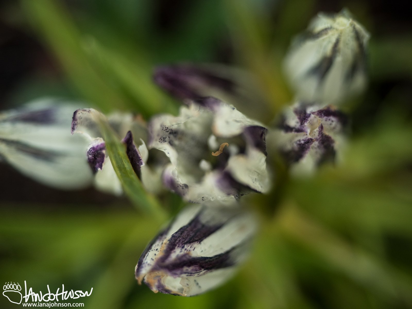 Whitish Gentian (Gentiana algida), Denali National Park, Eilson Visitor Center, Alaska