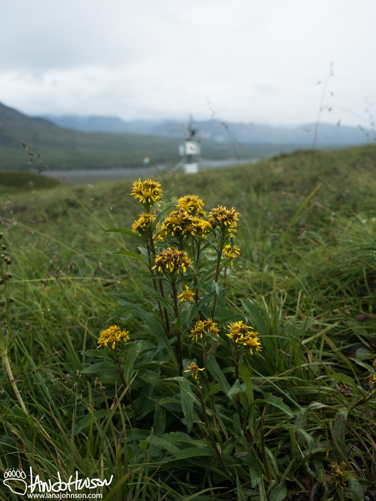 Northern Goldenrod ( Salidago multiradiata), Denali National Park, Alaska