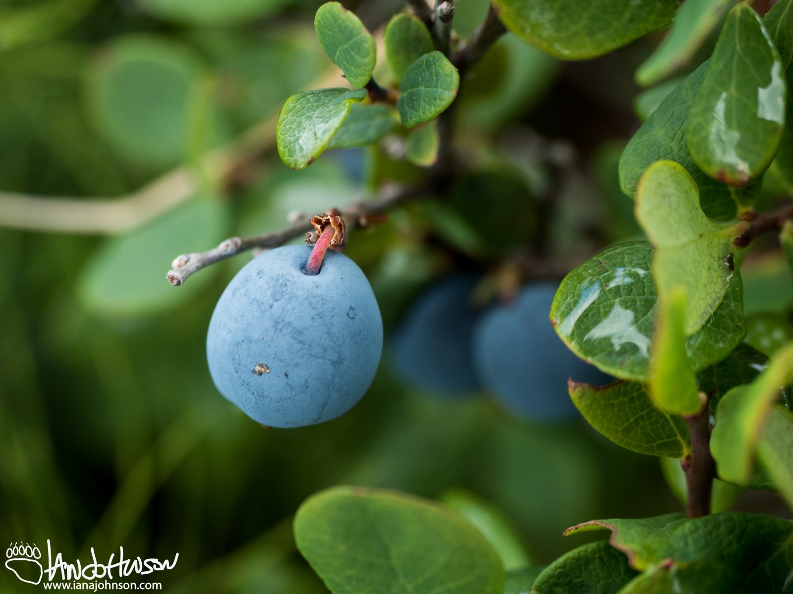 Blueberry (Vaccinium spp), Denali National Park, Alaska