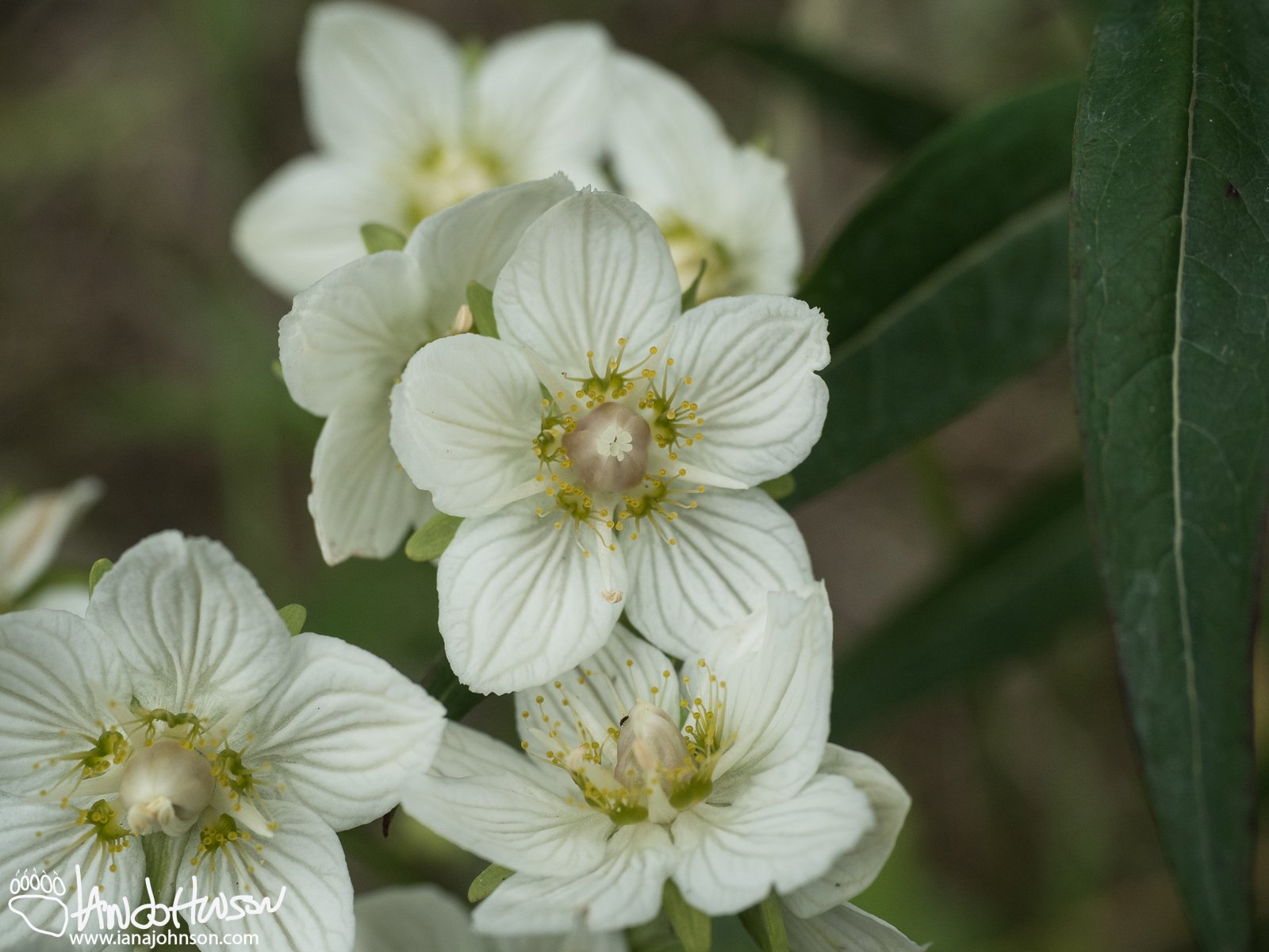 Bog Star (Parnassia palustris), Denali National Park, Alaska
