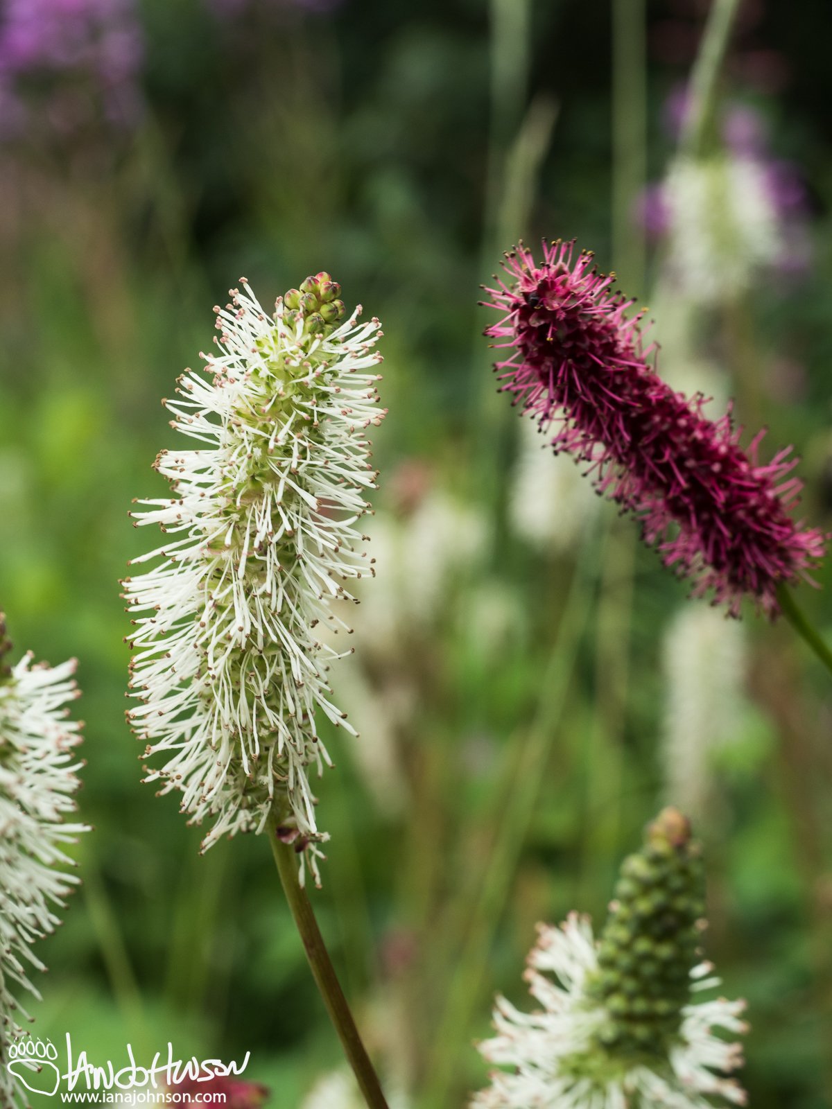 Sitka Burnet (Sanguisorba stipulata) and Red Burnet (Sanguisorba officinalis), Denali National Park, Alaska