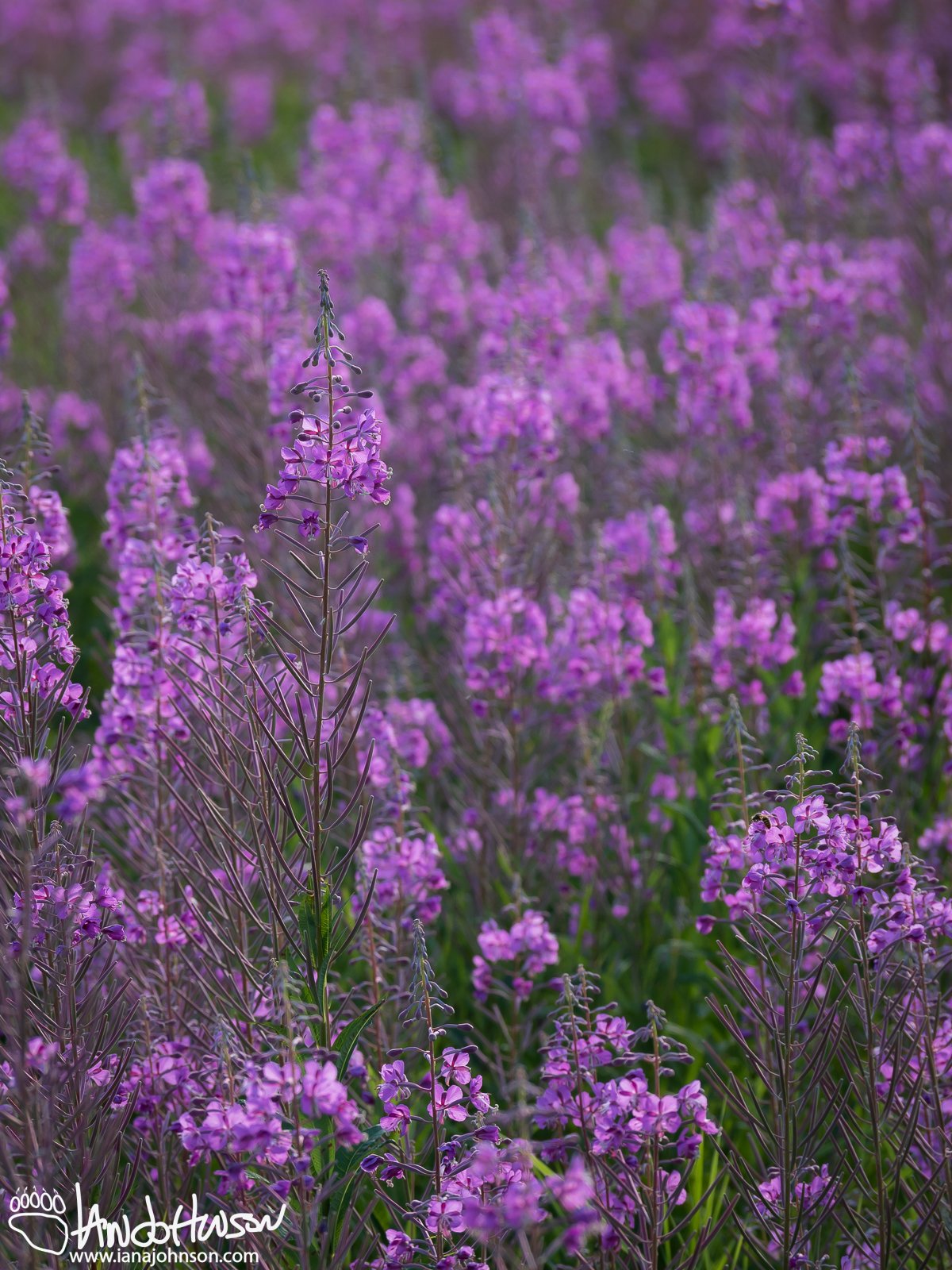 Fireweed (Chamerion angustifolium), Creamers Field, Fairbanks, Alaska