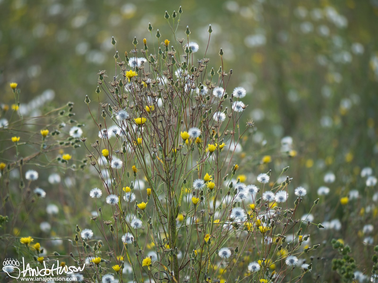 Narrow-leaf Hawksbeard (Crepis tectorum), Seed, Creamers Field, Fairbanks, Alaska