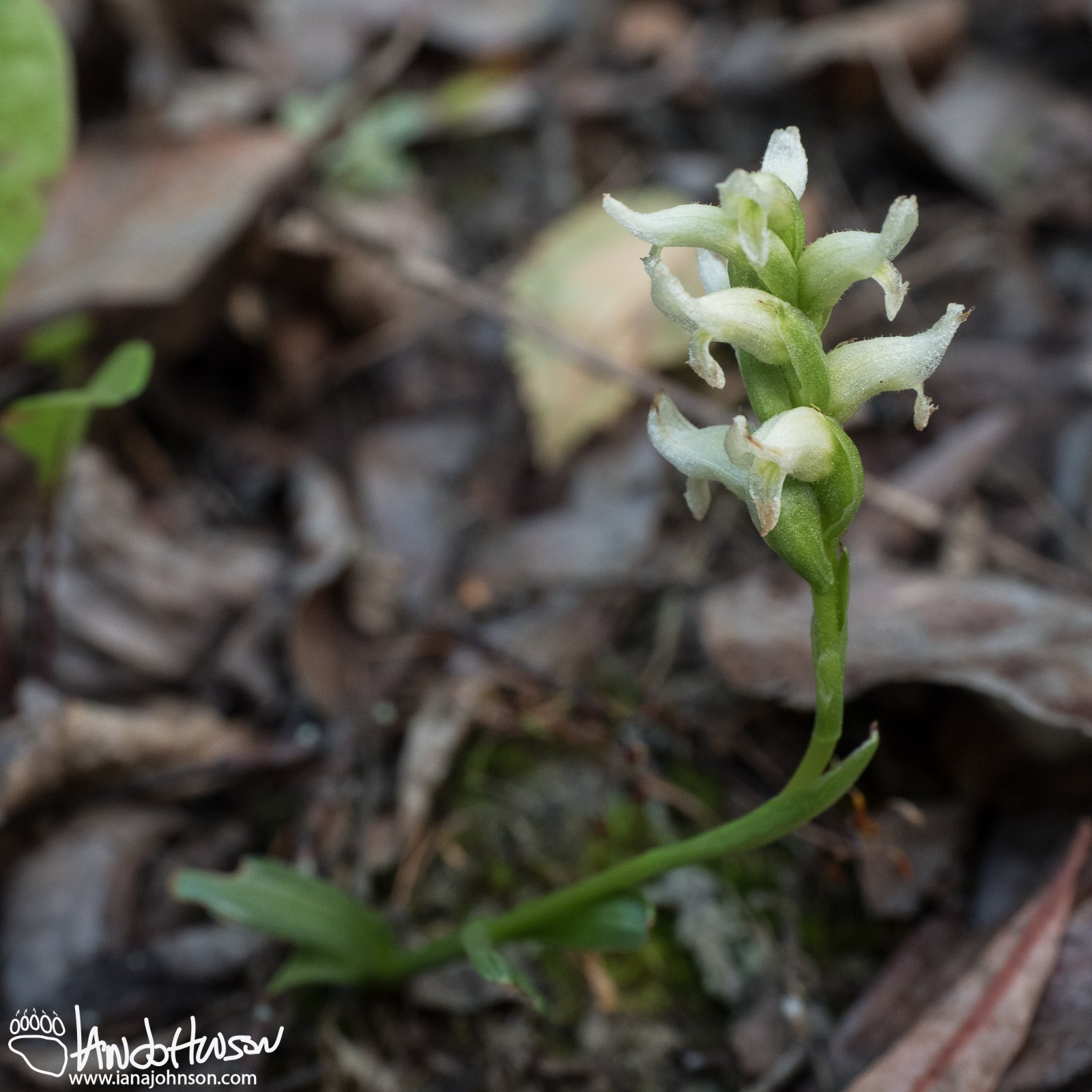 Hooded lady's (ladies) tresses, (Spiranthes romanzoffiana), Wander Lake, Fairbanks, Alaska