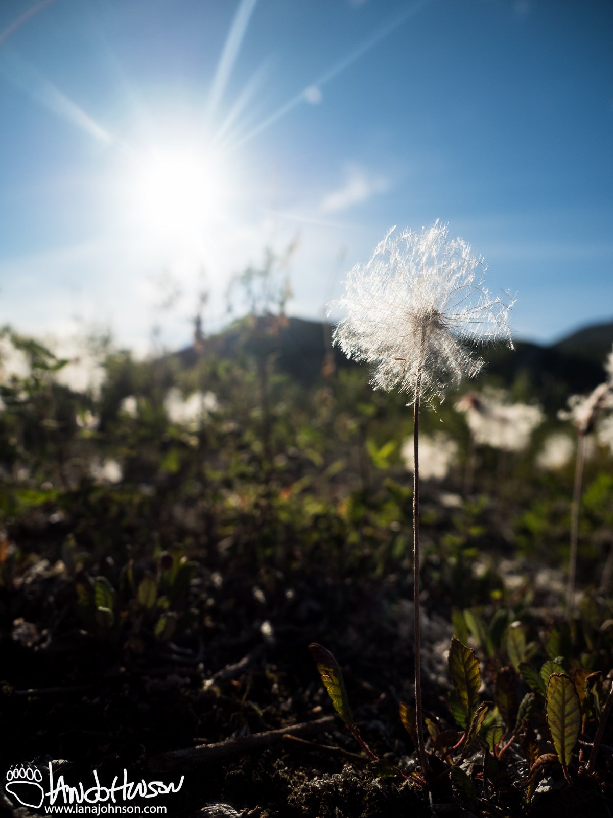 Mountain Avens, Seed, Richardson Highway, Alaska