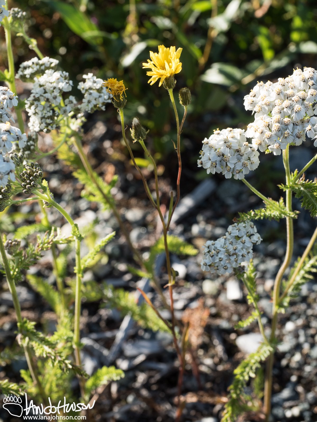 Northern Yarrow ( ) and Narrow-leaf Hawksbeard (Crepis tectorum), Richardson Highway, Alaska