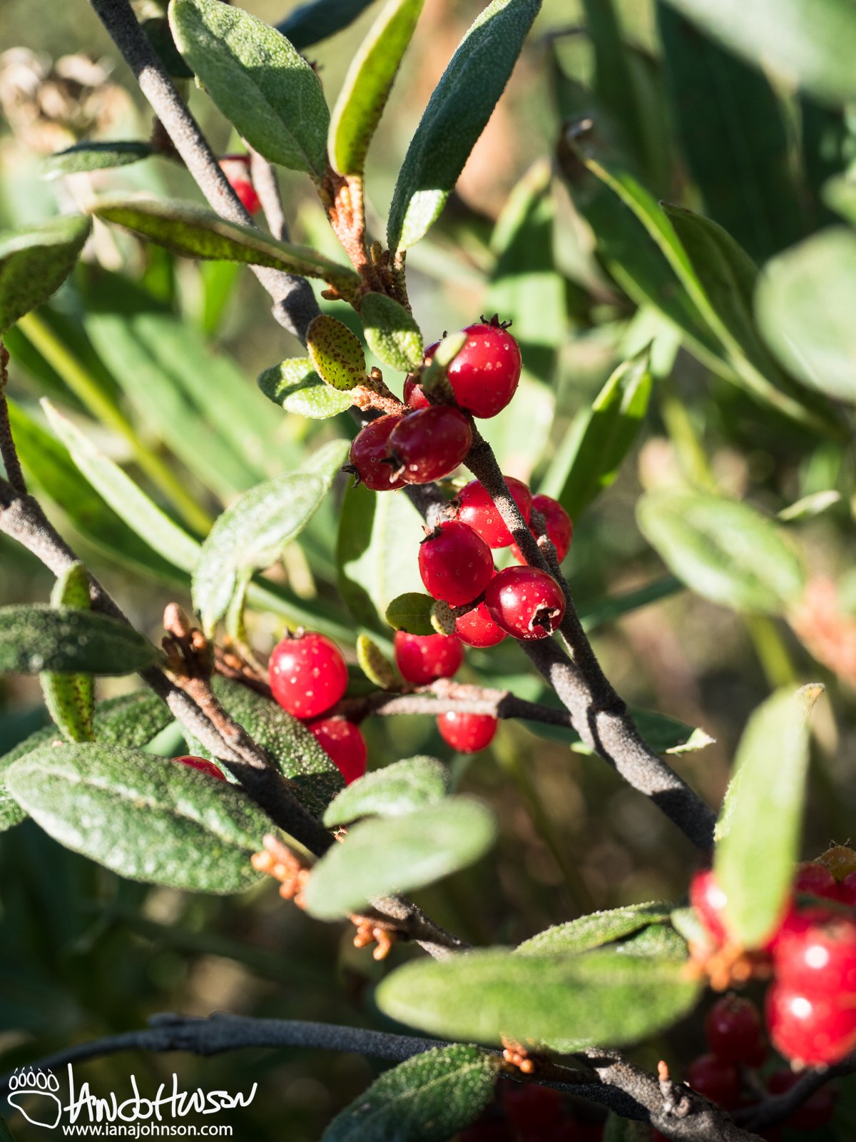 Soapberry (Shepherdia canadensis), Richardson Highway, Alaska