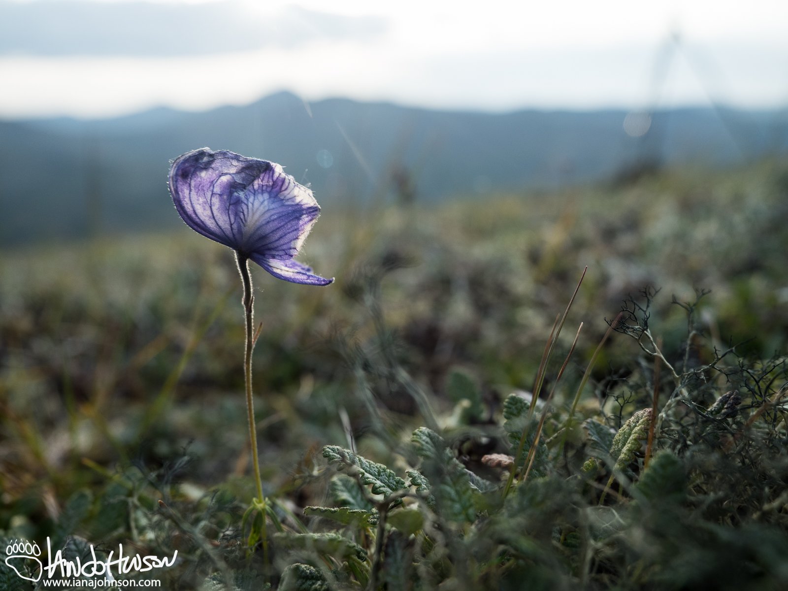Monkshood (Aconitum), Eagle Summit, Alaska, August