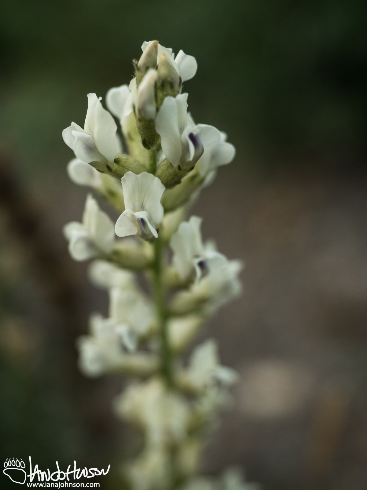 White Locoweed ( Oxytropis sericea), Steese Highway, Alaska, August