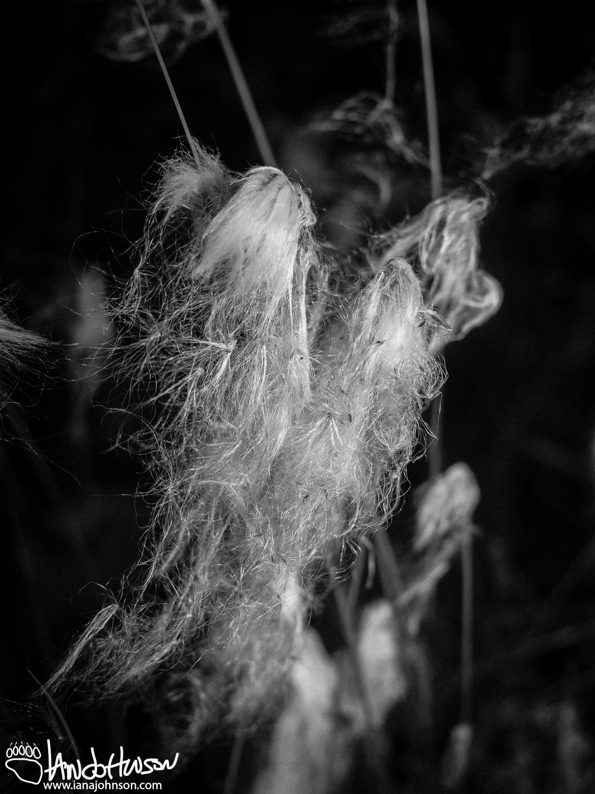 Cottongrass (Eriophorum), Fairbanks, Alaska, August
