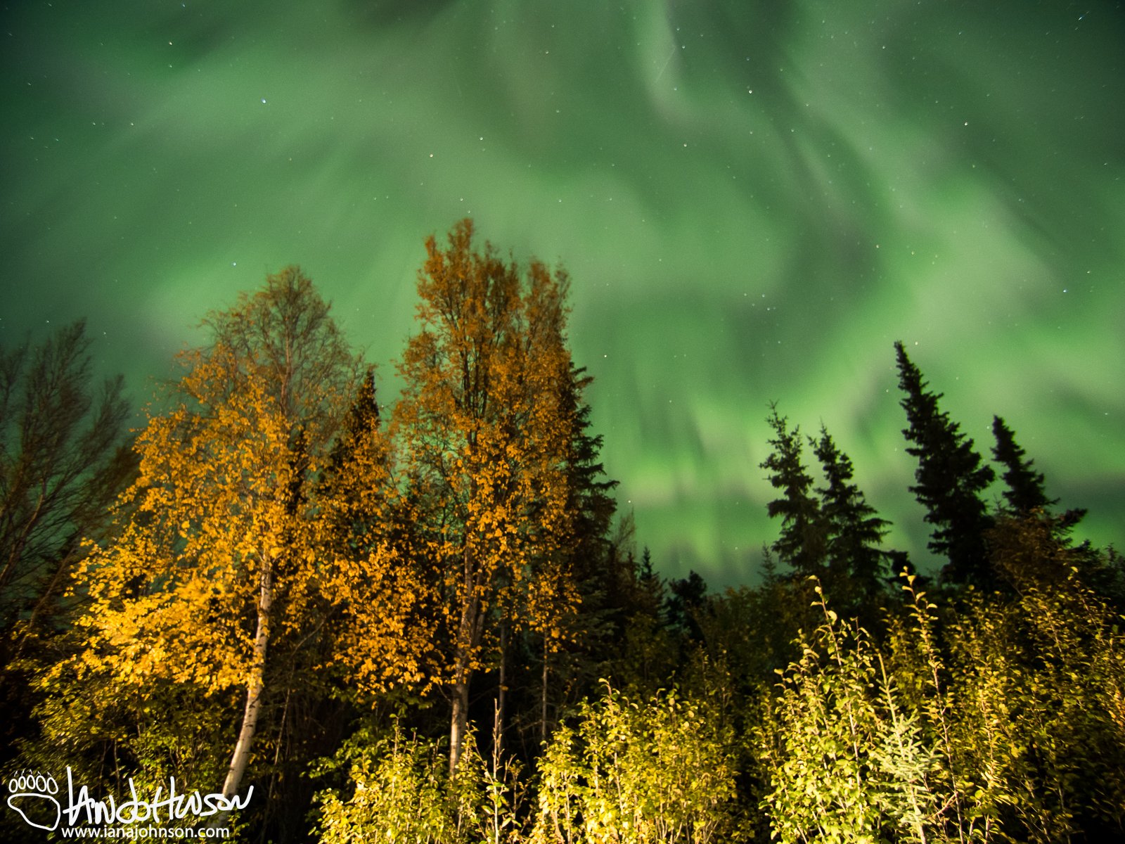 Mission success! Capturing this full-sky aurora over some beautiful autumn foliage.