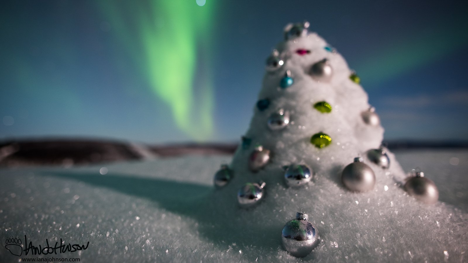 I took advantage of this fully covered black spruce to make a Christmas tree!