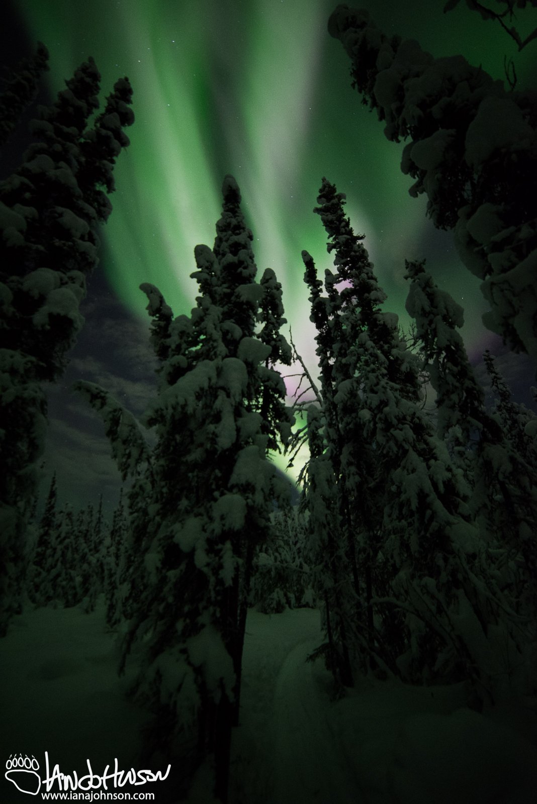 Aurora Over a Spruce Cathedral