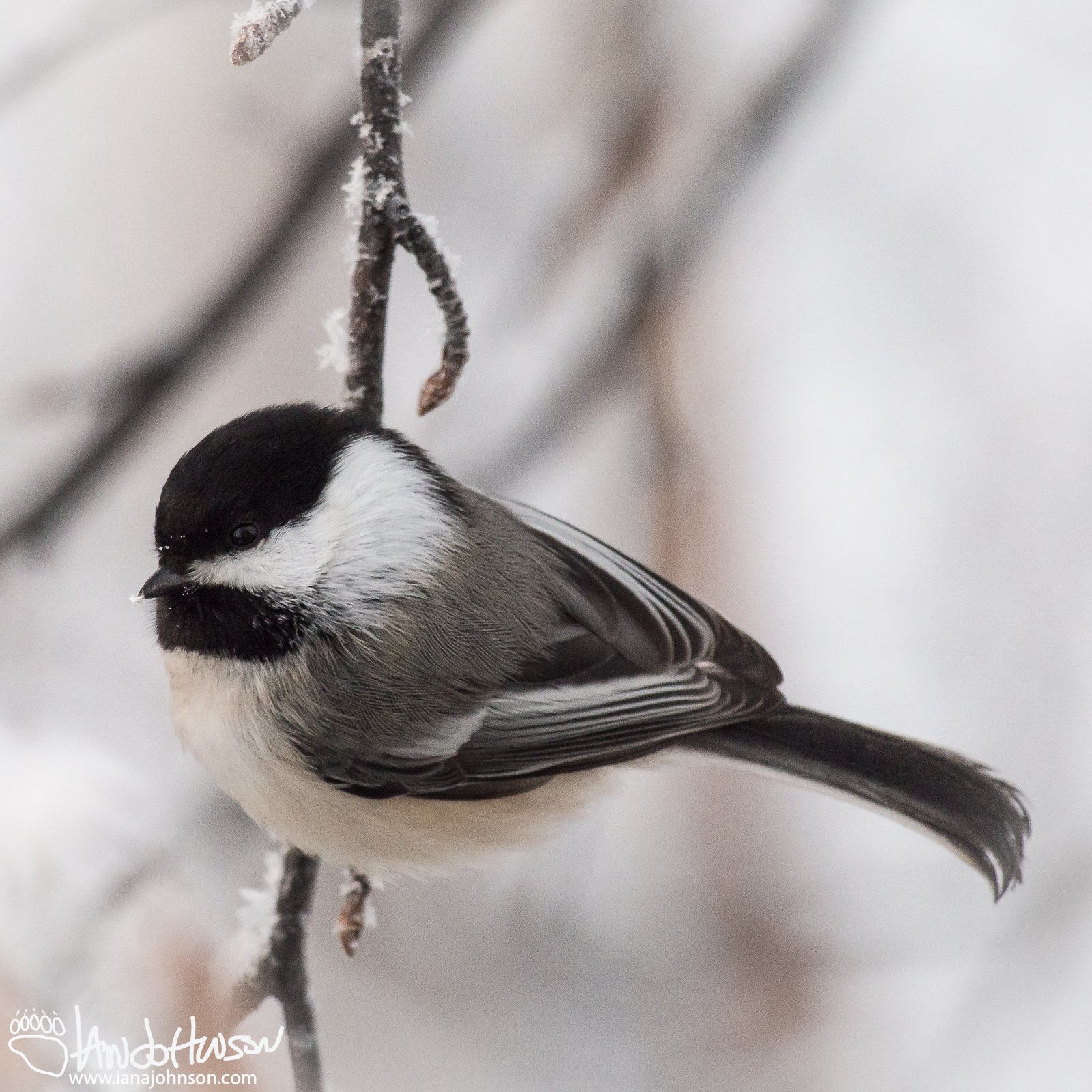 Black-capped Chickadee
