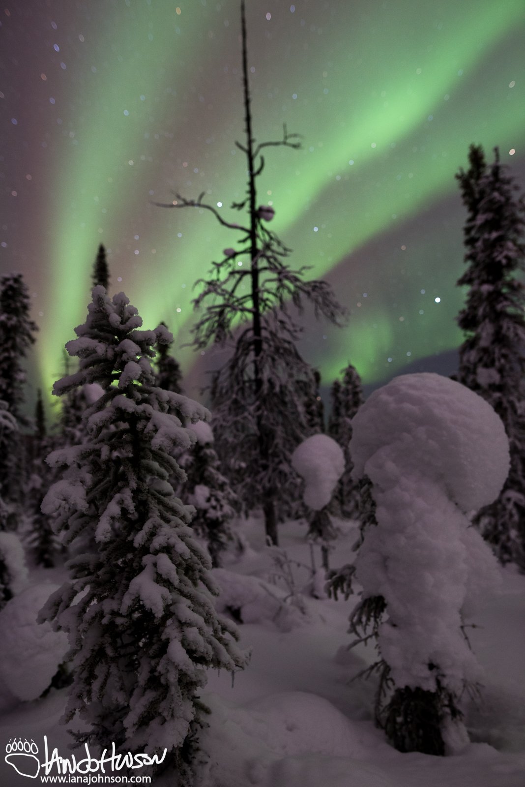 A long-dead black spruce stands testament to the longevity of trees once they pass. I love how its skeleton is silhouetted by the light of the aurora.