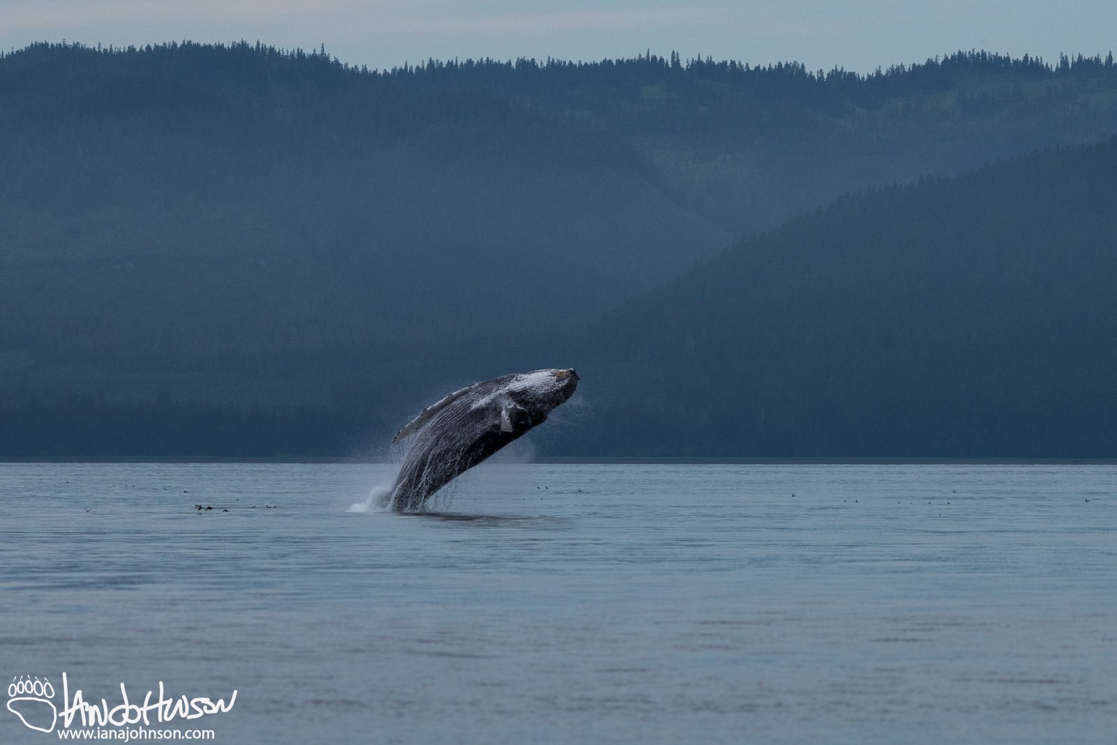 A mature humpback whale breaches in Hoonah, Alaska.