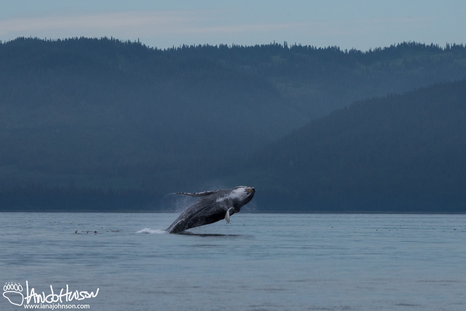 A mature humpback whale breaches in Hoonah, Alaska.