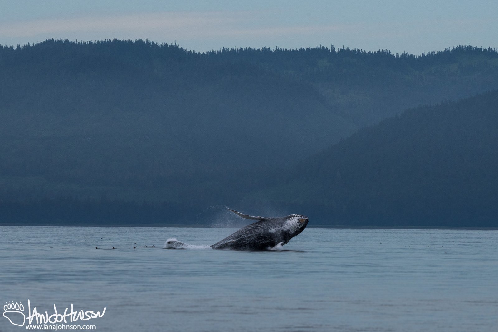 A mature humpback whale breaches in Hoonah, Alaska.