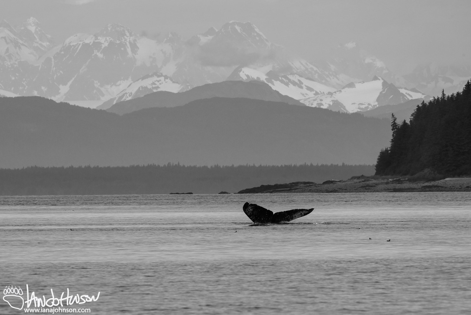 Humpback Whale, Hoonah, Alaska