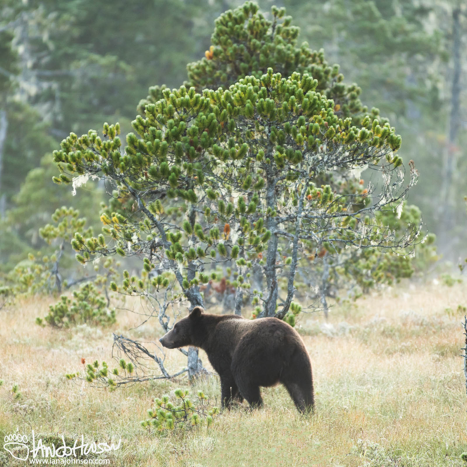 Coastal Brown Bear, Hoonah, Alaska