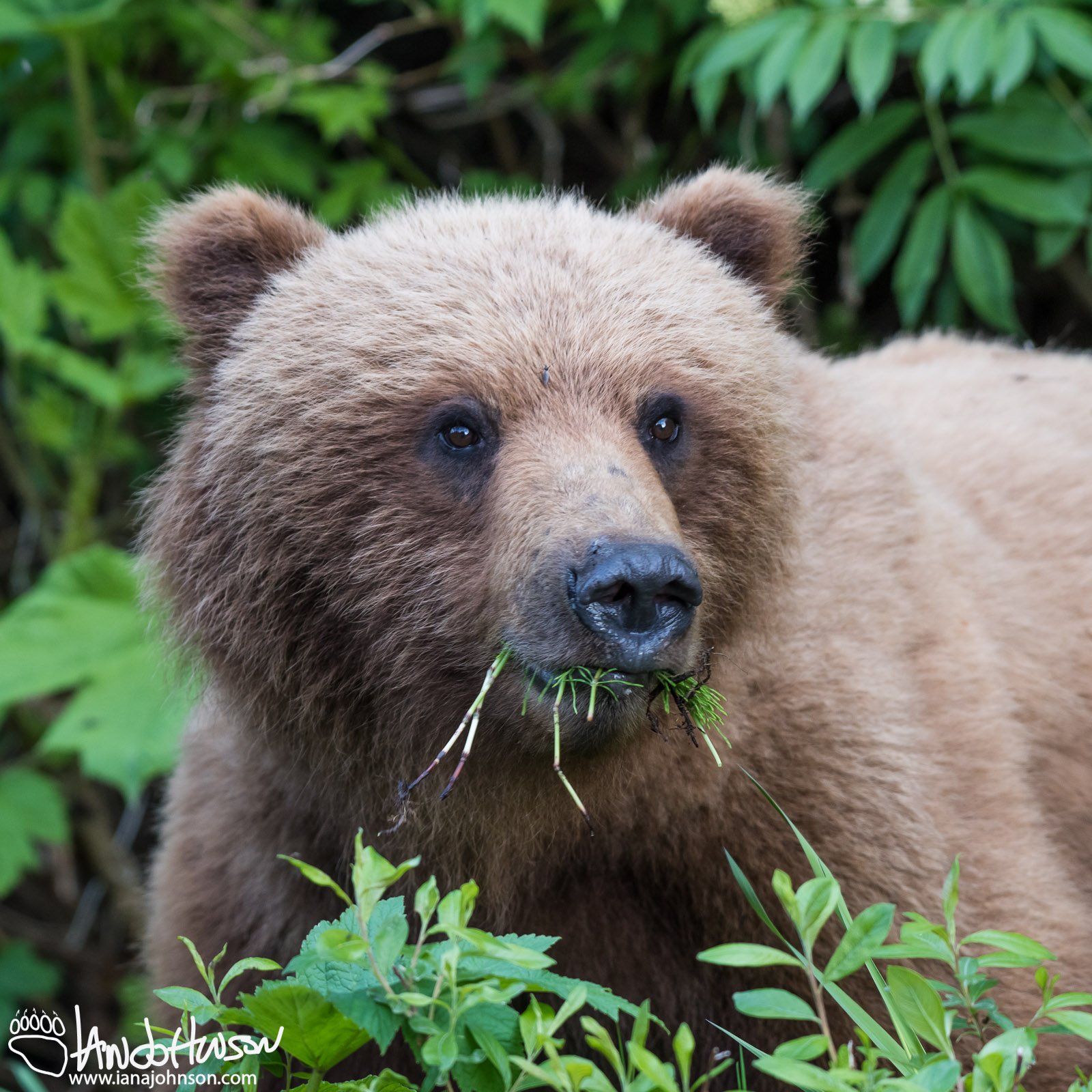 Coastal Brown Bear, Hoonah, Alaska
