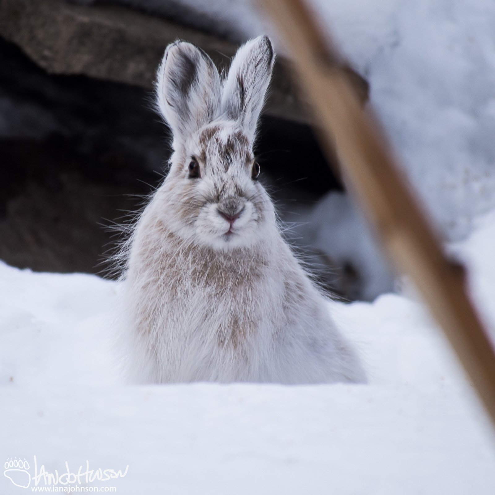 Snowshoe Hare, Fairbanks, Alaska