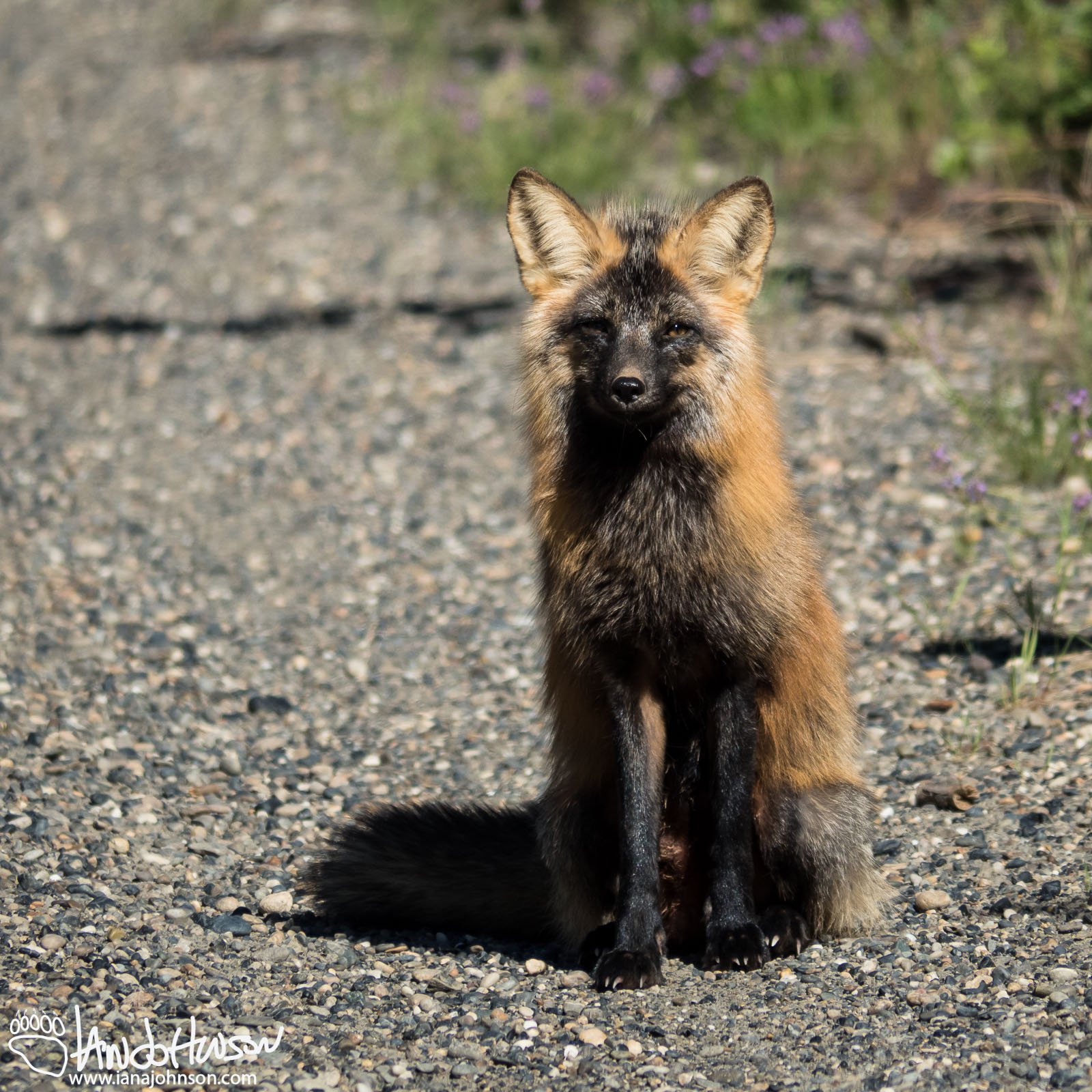Red Fox (Cross Fox), Fort Yukon, Alaska