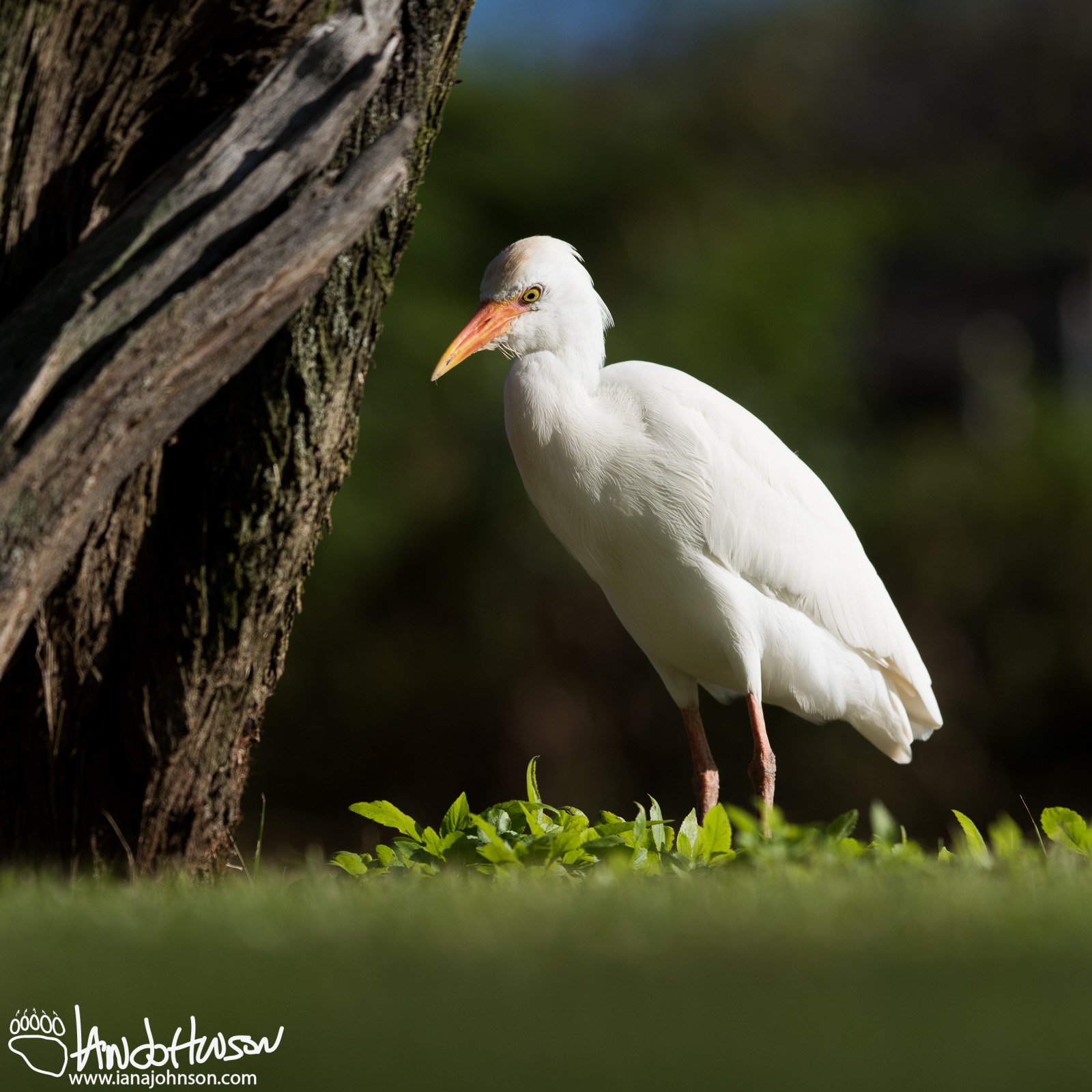 Cattle Egret
