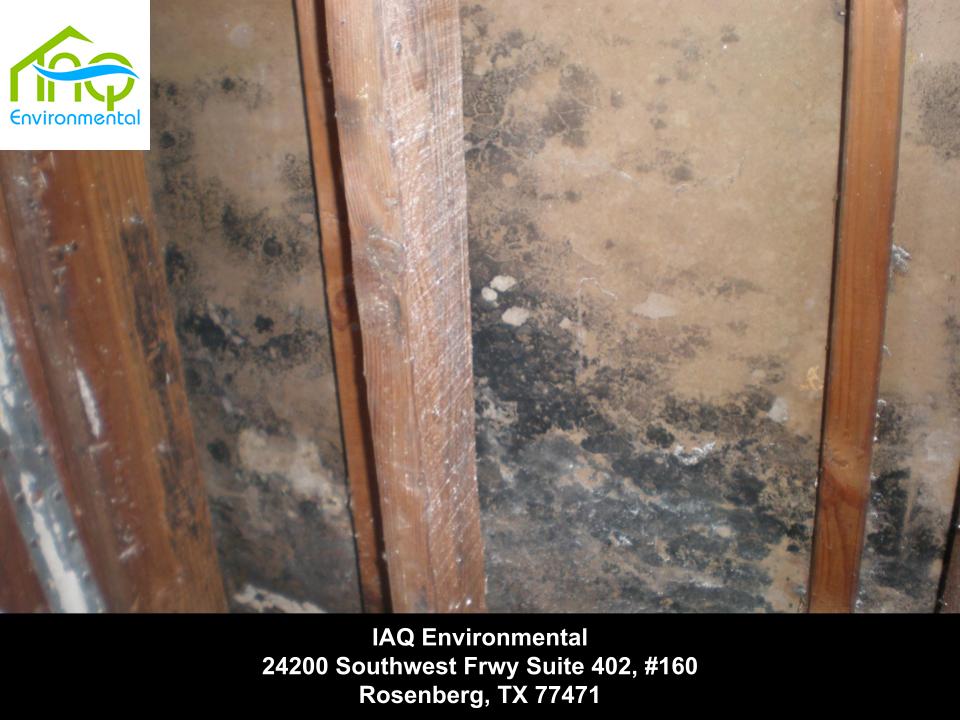Does the city of houston environmental health conduct mold inspection and or. Mold Inspection And Testing Mold Clearance Iaq Environmental