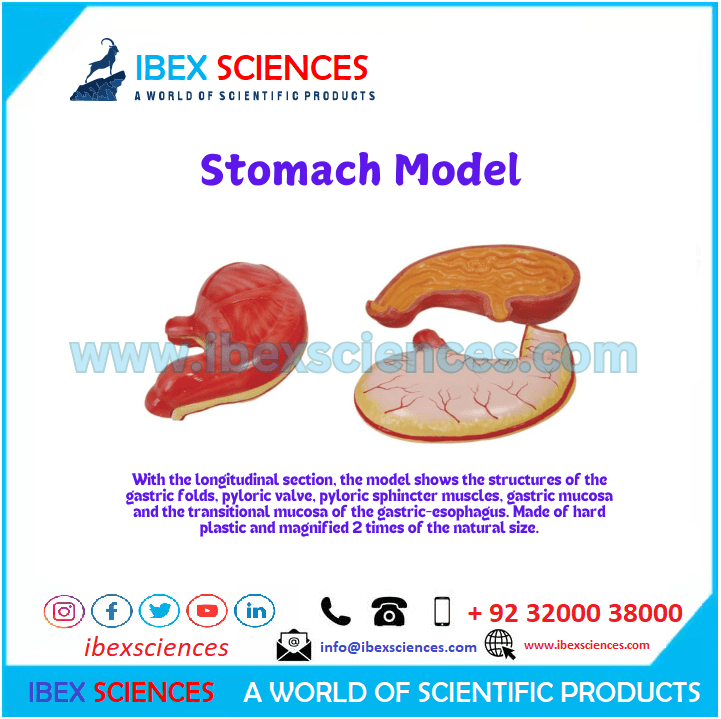 Stomach Model (PVC Plastic) Anatomical