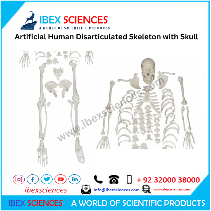 Disarticulated Human Skeleton, Full Unassembled Anatomical Model, Life Sized, 62” Height, Plastic, w/Poster, Skull, Bones, Articulated Hand & Foot, Study of Skeletal System, Educational