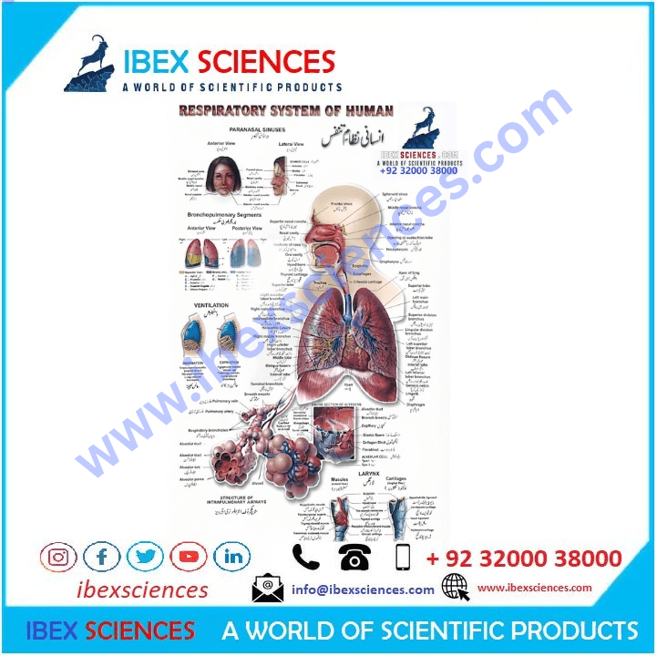 Respiratory System of Human 23x36 inch Educational Art Charts