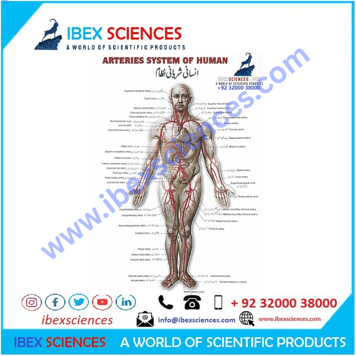 Arteries System of Human 23x36 inch Educational Art  Charts