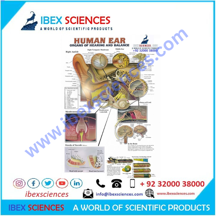 Human Ear Organs of Hearing and Balance  23×36 Educational Art Charts