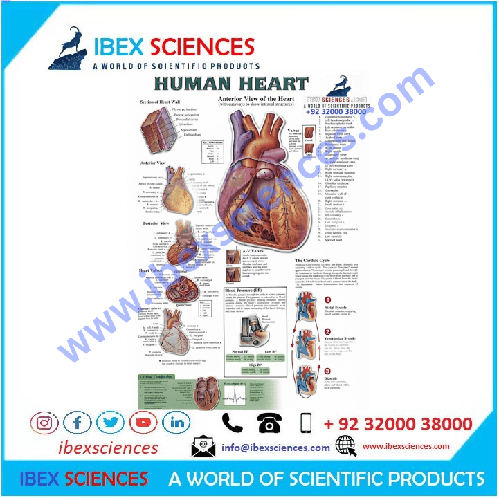 Human heart  23×36 Educational Art Charts