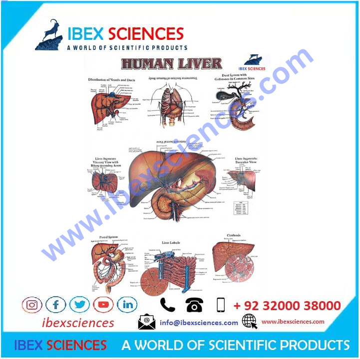 Human Liver 23×36 Educational Art Charts