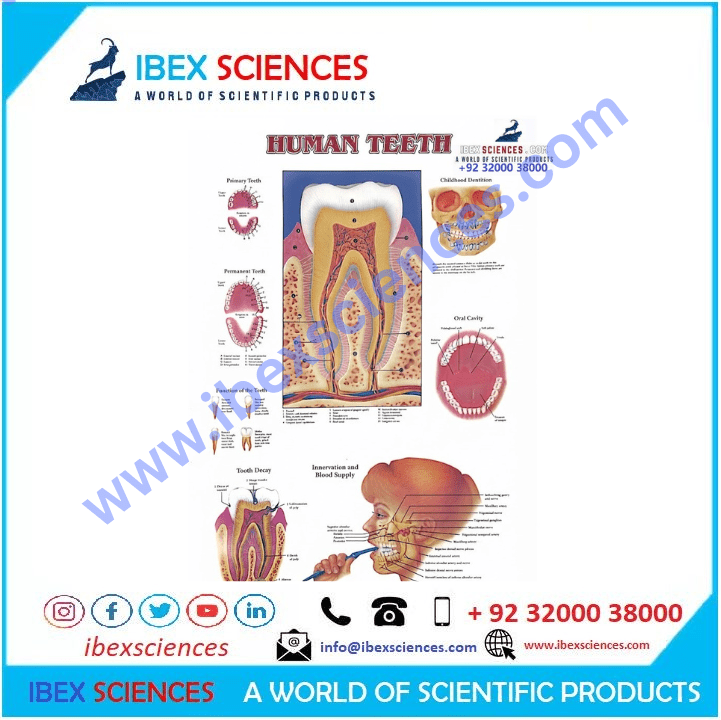 Human teeth 23×36 Educational Art Charts