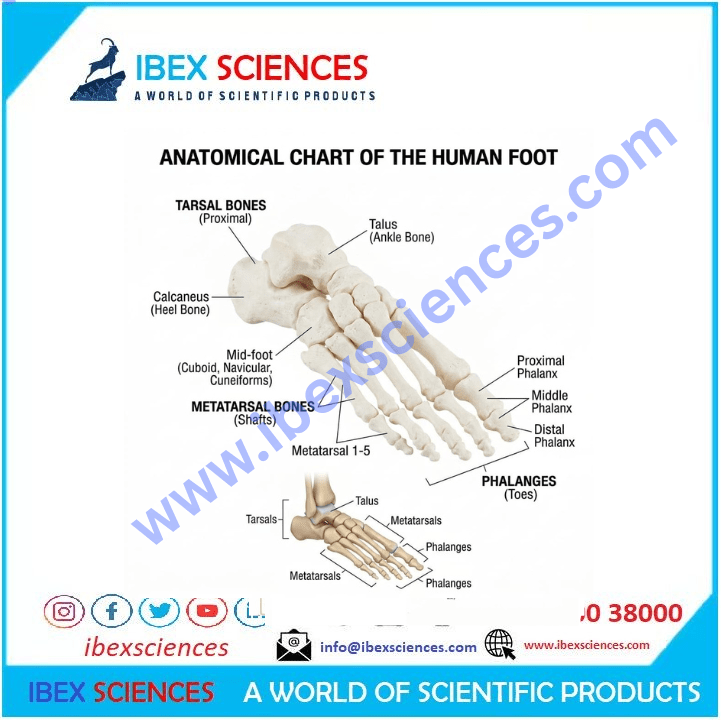 Human Foot
