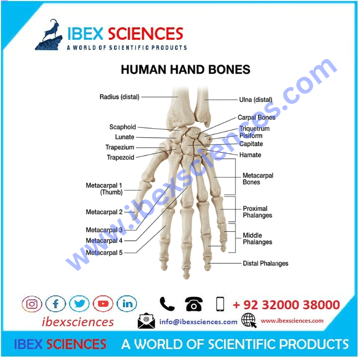 Human Hand Bones