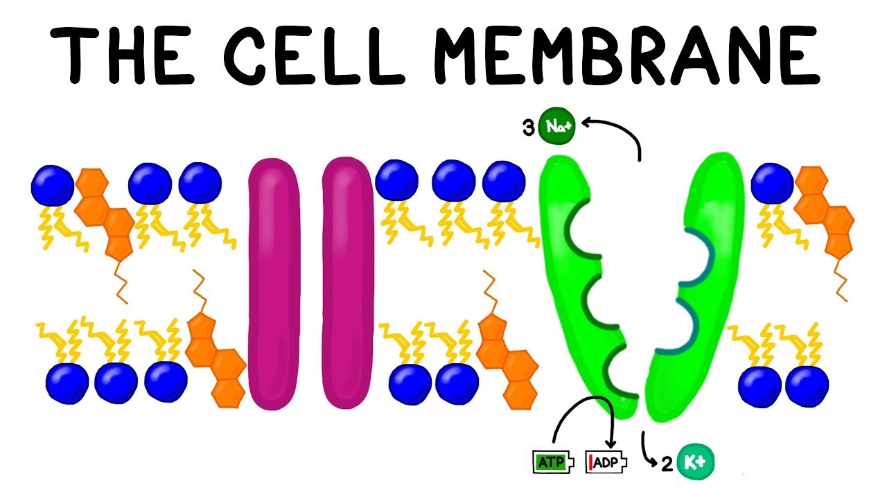 Cell membrane