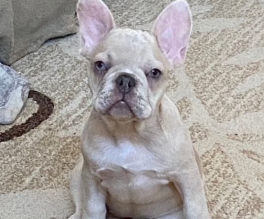 Bohemian bulldogs is located in eastern washington state and we breed award winning pedigrees. French Bulldogs Washington State Washington French Bulldog Breeder Ib Just Frenchies
