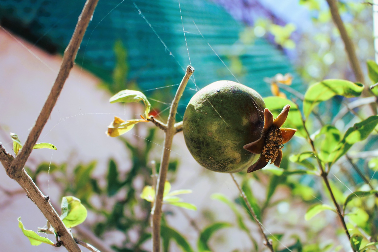 a green fruit on a tree
